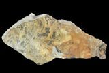 Plate Of Silurian Fossil Algae (Leveillites) - Estonia #102629-1